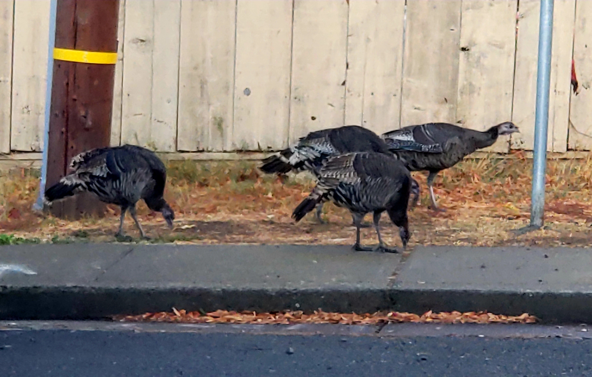 Turkeys_On_Thanksgiving_20181127